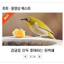 감귤을 특별히 좋아하는 동박새 이미지