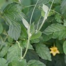왕과Thladiantha dubia Bunge [비추천명 : 주먹외,주먹참외,쥐참외,큰새박] 이미지