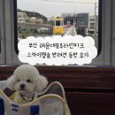 부산 해운대블루라인파크 스카이캡슐 반려견 동반 후기
