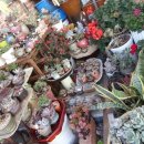 들꽃향기민박 이미지