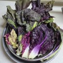 보라1통 이미지