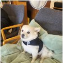 팔봉수피아 이미지