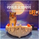 A-16 | [GS아트센터] 노래 없는 뮤지컬 라이프오브파이 후기,1층 A블록 16열 시야 등(박강현)