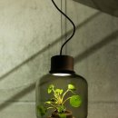 미니정원(테라리움) 이미지