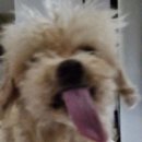 낼름 낼름 이미지