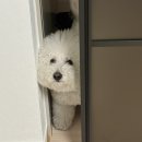 방학동물병원 | 강아지 치아 파절 어금니 발치 사건 ; 장유 르엘동물병원 전신마취 수술 후기