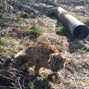 전북야생동물구조관리센터 이미지