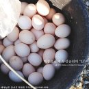 백봉오골계 부성농원 이미지