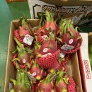 싱싱청과 이미지