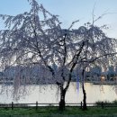 화랑유원지(제1주차장) | 화랑유원지 4월 벚꽃 20min 봄 산책 기록