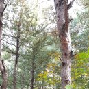 감악산한우마을 우리소 이미지