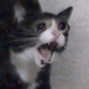 곰달래로 | 홍두깨손칼국수 | 서울 양천구 신월동 신영시장 웨이팅하는 칼국수 맛집 내돈내산 솔직후기