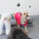 강아지살롱 이미지