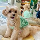 댄디애견 | 멍멍클로젯 귀여운 강아지 여름티셔츠 강아지 산책룩 편한 강아지옷 후기 추천템