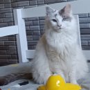 애묘(고양이)백과 - 샹틸리 티파니 (Chantilly/Tiffany) 이미지
