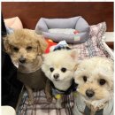 폴링인독 이미지