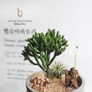 벨로아피오리 이미지