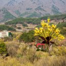 구례 산수유마을 이미지