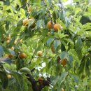 쉬리농장 이미지