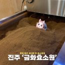 진주 효소찜질 초전동 금화효소원 방문 후기
