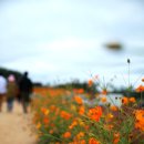 10/6 (금) 양주 천일홍축제기간=＞ 끝났음 ㅎ(입장료 없슴ㅎ 담주 수욜까정 가보슈 그때까정은 괴안을듯) 이미지