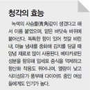 기양초