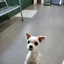 애견호텔 도그캐슬 다산점 | 애견호텔이라는 단어가 쓰이기 시작한 시점, 남양주애견호텔 도그캐슬