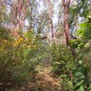 팰리스텔 이미지