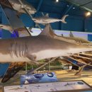 제주해양동물박물관 이미지