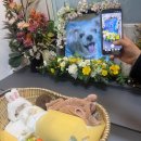 리멤버반려동물장례식장 | 내돈내산 서울 근교 리멤버 반려동물 장례식장