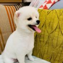 쥬티 펫 이미지