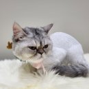 무릎 위의 고양이 무냥 | [무마취교감미용] 구찌 미용 일지 / 고양시 고양이 미용실 / 덕양구 고양이 미용실 / 무릎위의 고양이 무냥