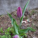 영자농장 이미지