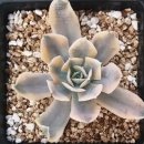 정야금. 이미지