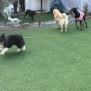 행복하개 밝개 자신있개 이미지