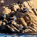 오리여행 이미지