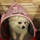 인천연희동 (꼬레랑옛날통닭)