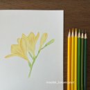 보테니컬아트(색연필그림)(야) | [다이소 색연필 리뷰] 발색표 만들고 프리지어 그리기