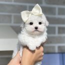 부산애견호텔 강아지유치원 펫퍼센트&코모네하우스 이미지