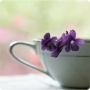 사랑의 멜로디 이미지