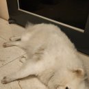 브라운도트호텔 울산KTX점 | 브라운도트 호텔 울산ktx점 스위트룸 내돈내산 솔직 후기