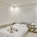 스테이다독 이미지