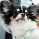 미스터독 이미지