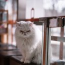수동물병원 이미지