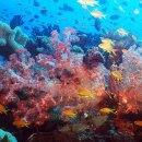 세계 최고의 관광명소 17.파푸아뉴기니의 산호초Papua New Guinea Reefs﻿ 이미지