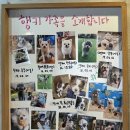 행복하개키울고양 이미지