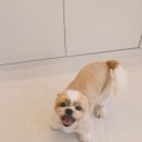 댕댕몽띠끄 네이버블로그