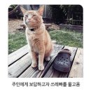 고양이의 보은 이미지