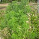 도열농장 이미지