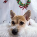 위드독스 샵 이미지